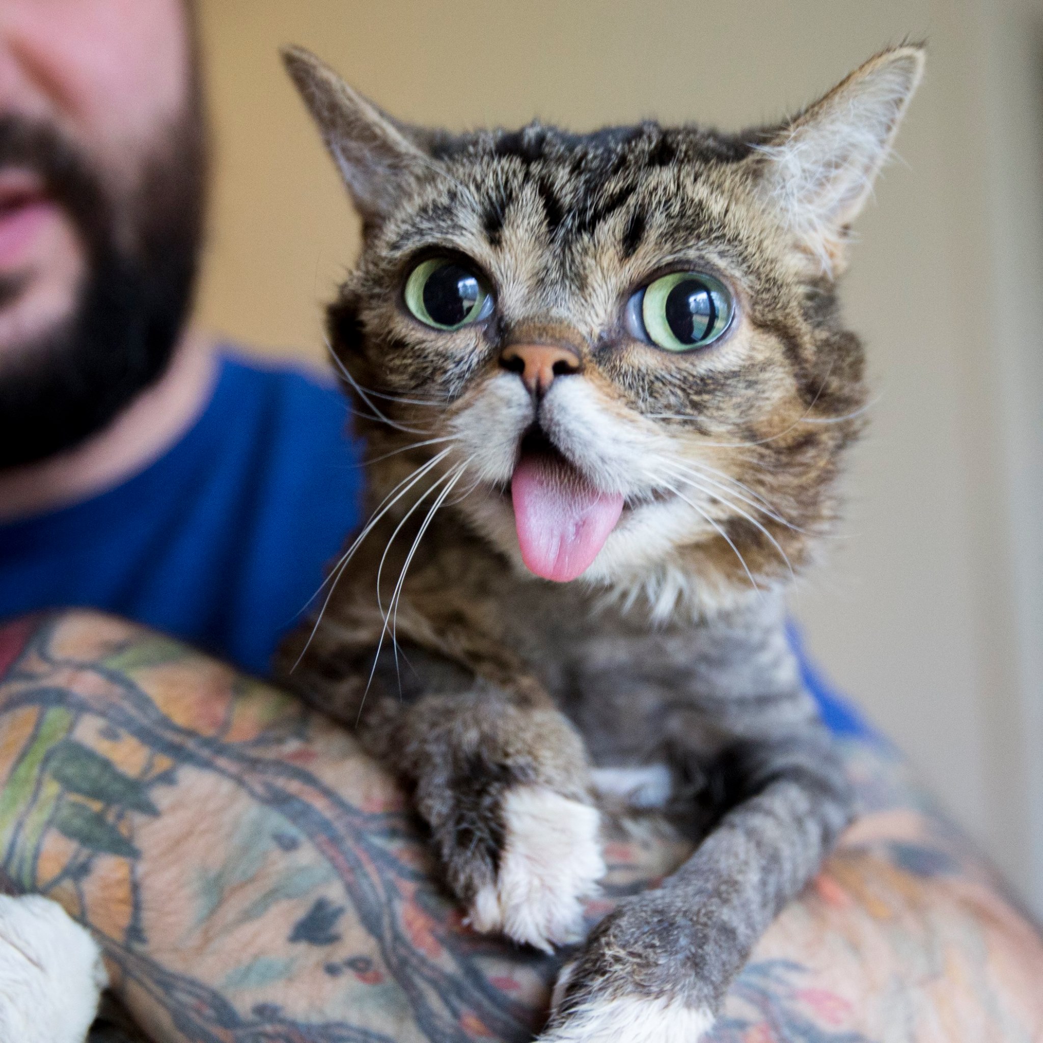 lil bub glow and purr